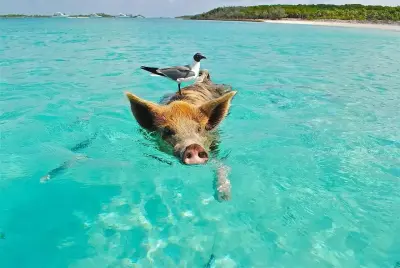 The Bahamas